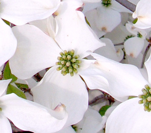 Seedeo® Asiatischer Blütenhartriegel Cornus kousa var. chinensis ca. 50 cm hoch