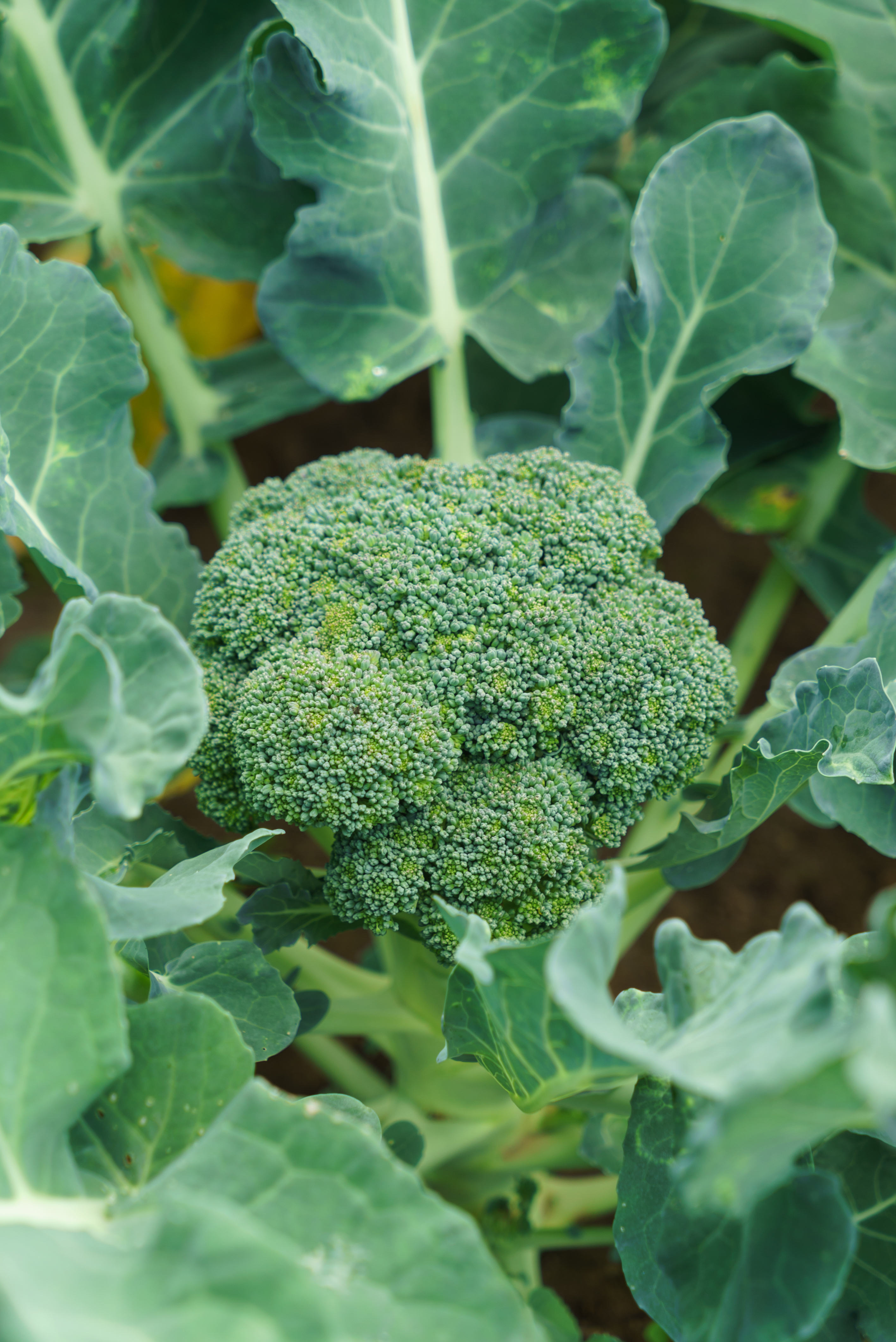 Seedeo® Broccoli Ramoso calabrese (Brassica oleracea convar. botrytis var. italica)  50 Samen BIO