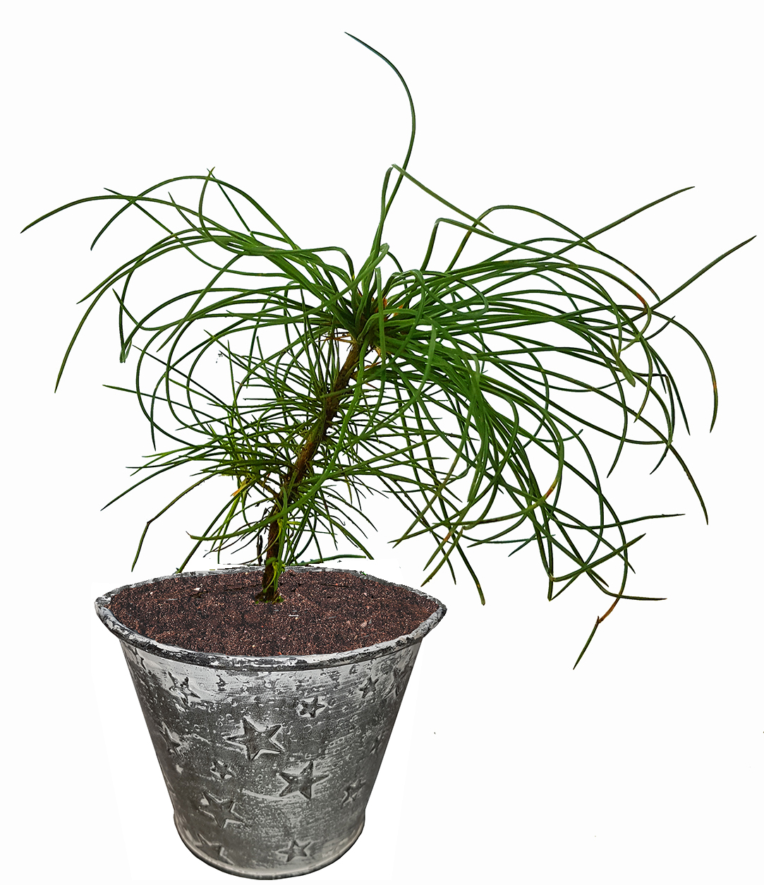 Seedeo® Armands / Davids-Kiefer (Pinus armandii) Pflanze 2 Jahre Geschenkedition Topf mit Sterne