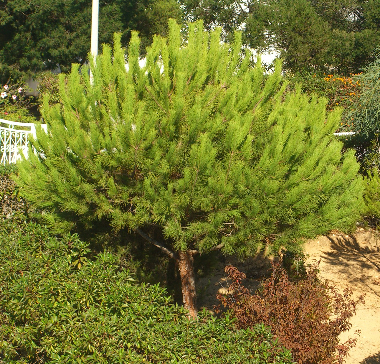 Seedeo® Mittelmeer Pinie (Pinus pinea) Pflanze 1 Jahre Geschenkedition Topf mit Sternen