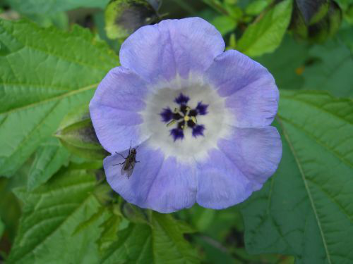 Bild Blaue Lampionblume (Nicandra physaloides) 150 Korn