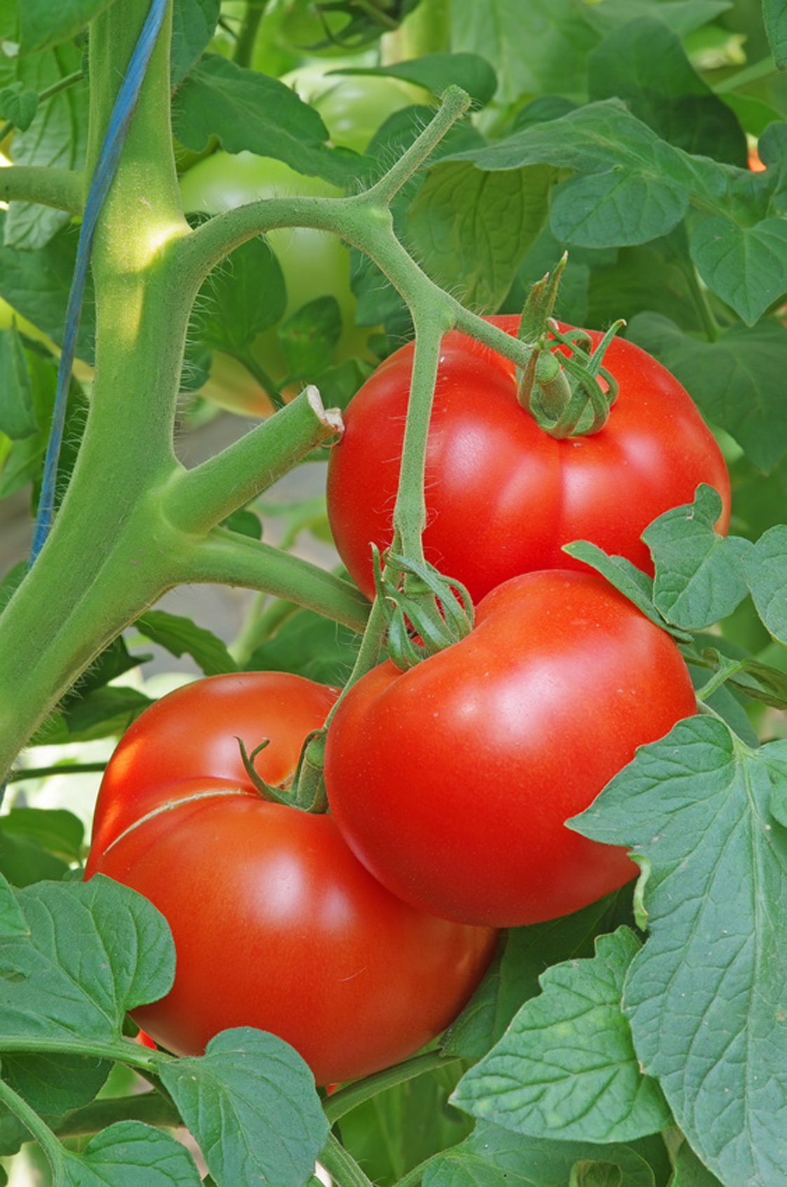 Seedeo® Tomate St. Pierre (Lycopersicum L.) 25 Samen BIO