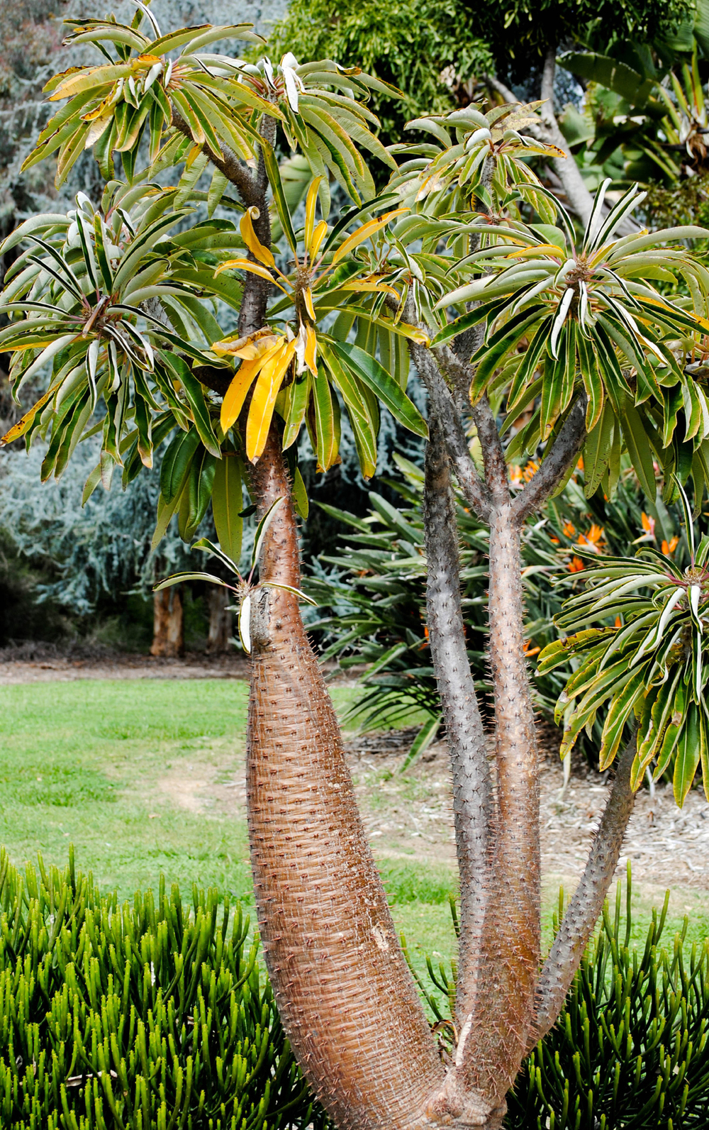 Madagascar palme amazon