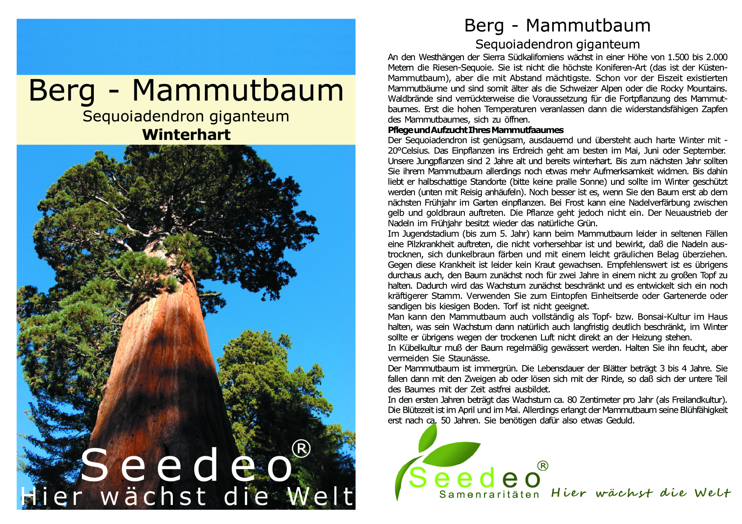 Seedeo® Berg - Mammutbaum (Sequoia. gigantea) 5 Jahre