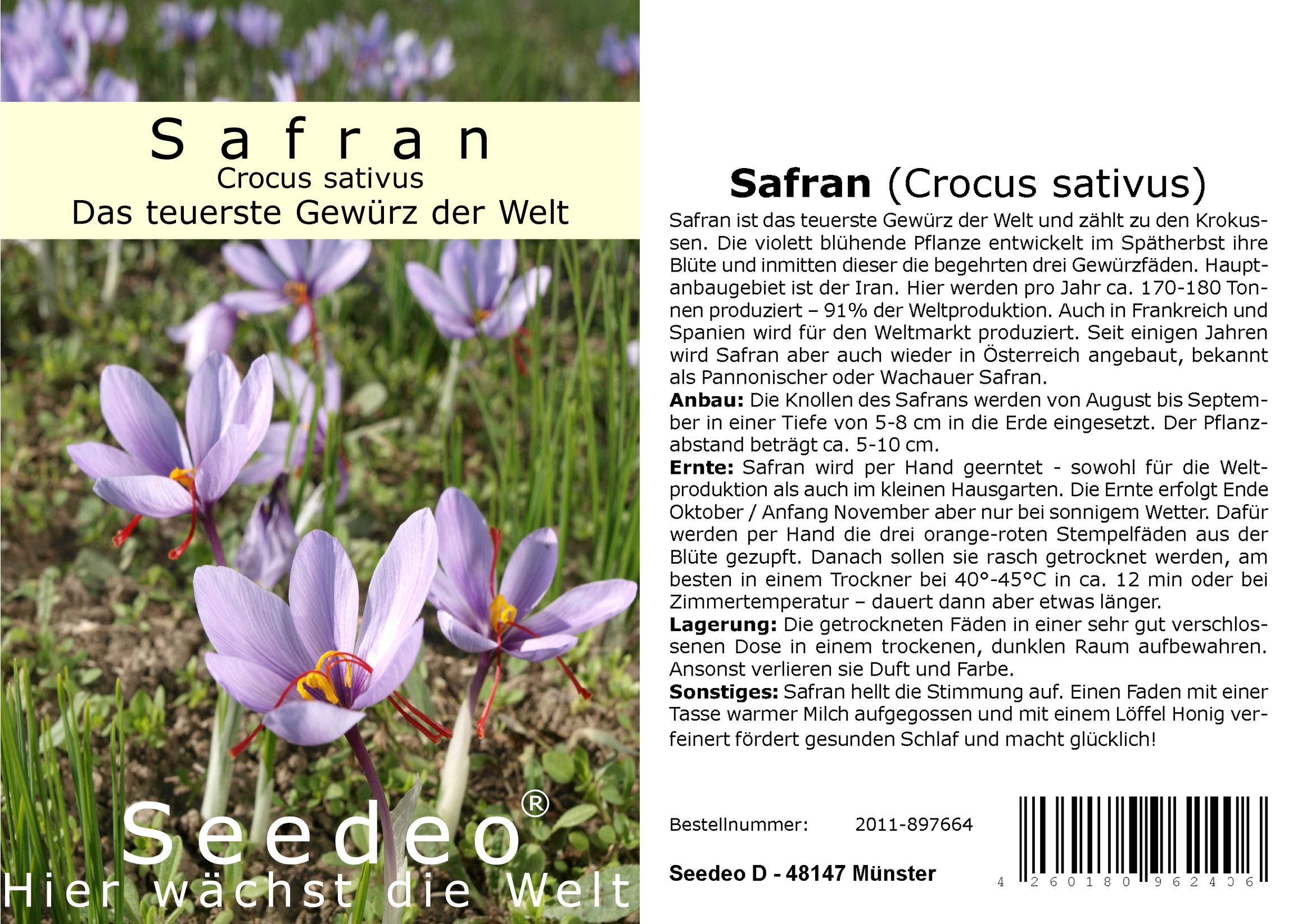 Seedeo® Safran (Crocus sativus) 30  Zwiebeln