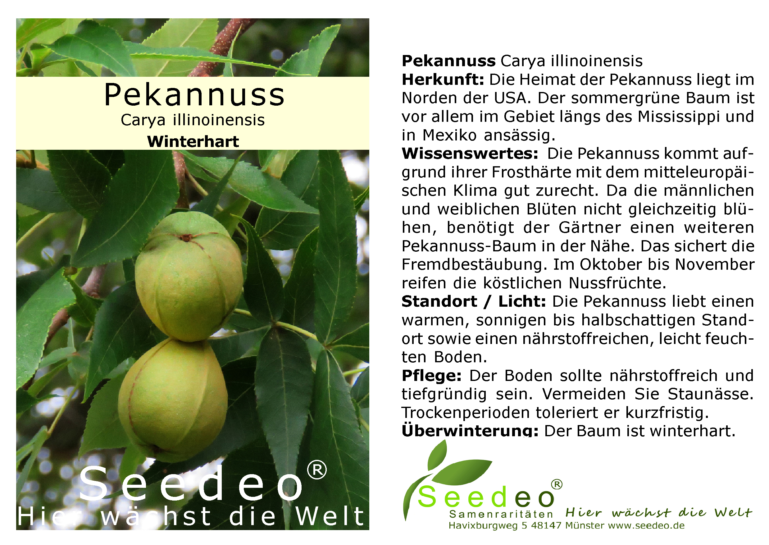 Seedeo® Pekannuss (Carya illinoinensis) ca. 20 cm - 30 cm