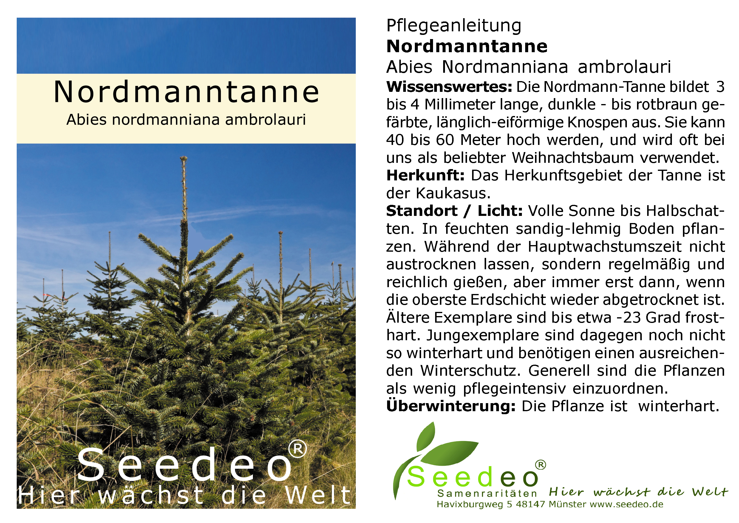 Seedeo® Nordmanntanne (Abies Nordmanniana ambrolauri) Pflanze ca. 25 cm hoch
