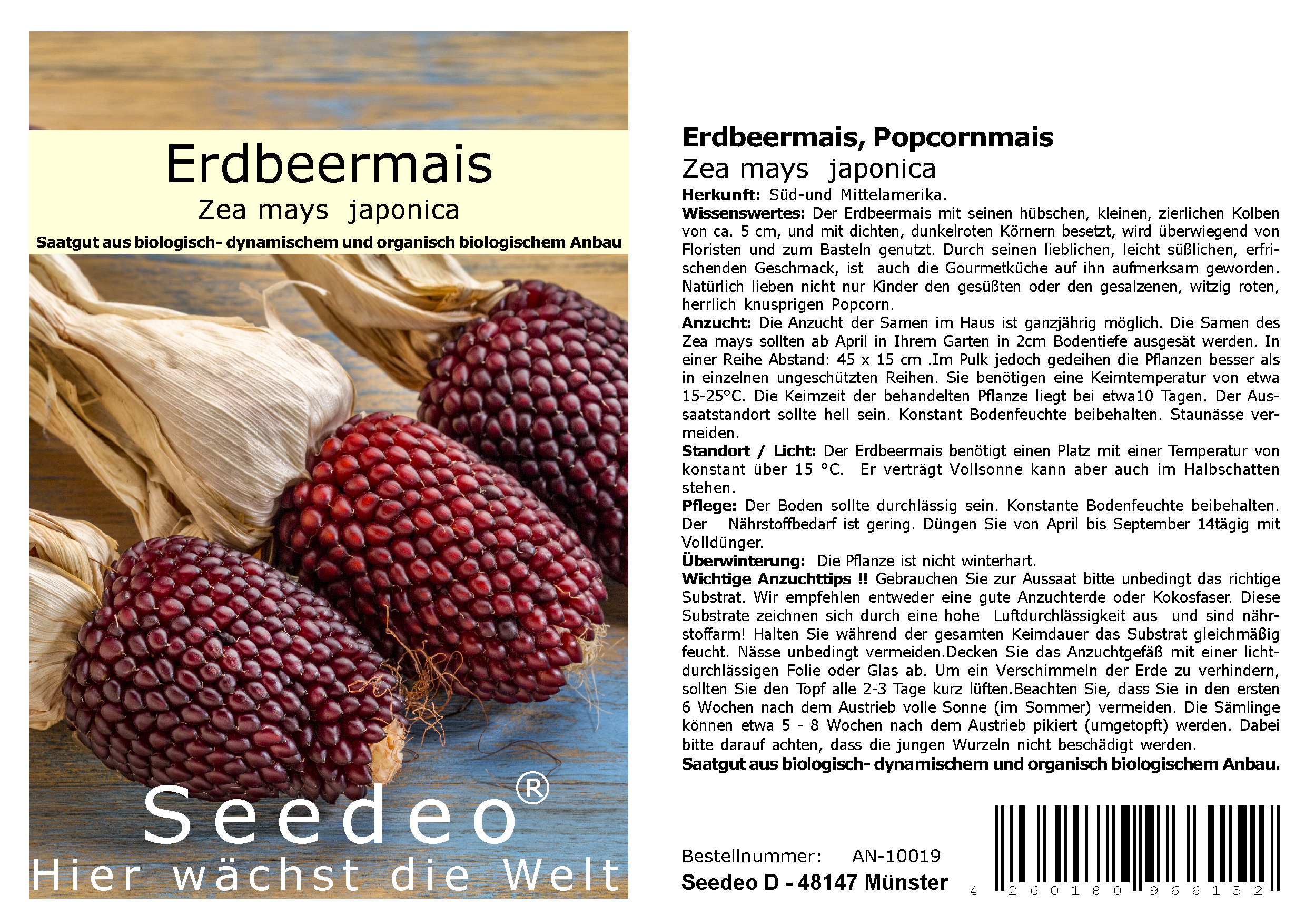 Seedeo® Erdbeermais, Popcornmais (Zea mays  japonica) ca. 20 Samen BIO