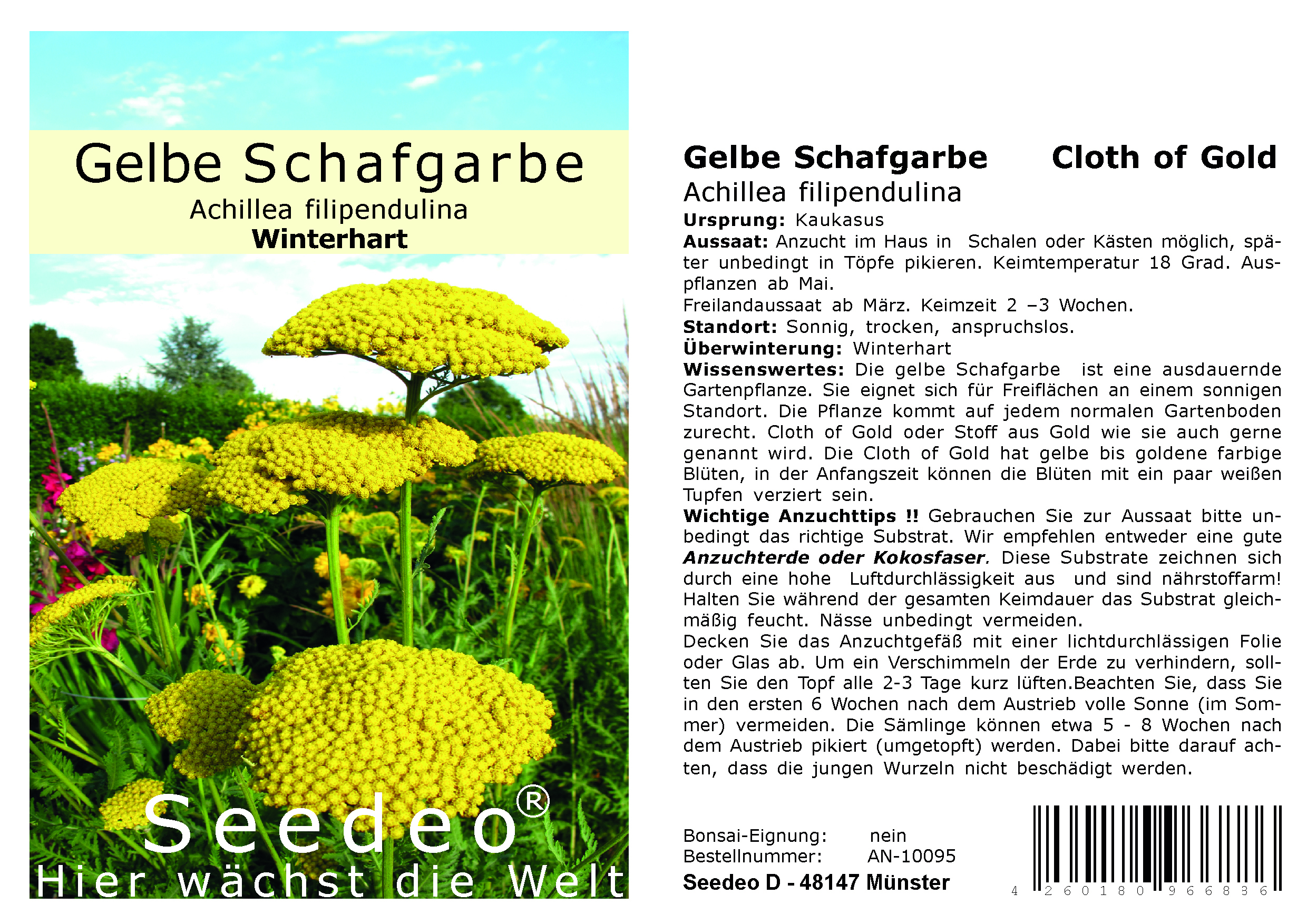 Seedeo® Gelbe Schafgarbe "Cloth of Gold" (Achillea filipendulina) 200 Samen