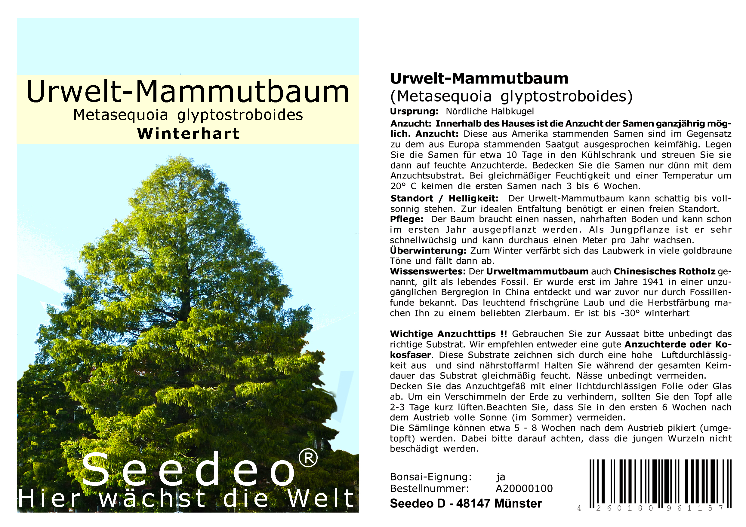 Seedeo® Mammutbaum Anzuchtset. Drei Sorten im Jute Geschenksack Bonsai geeignet.