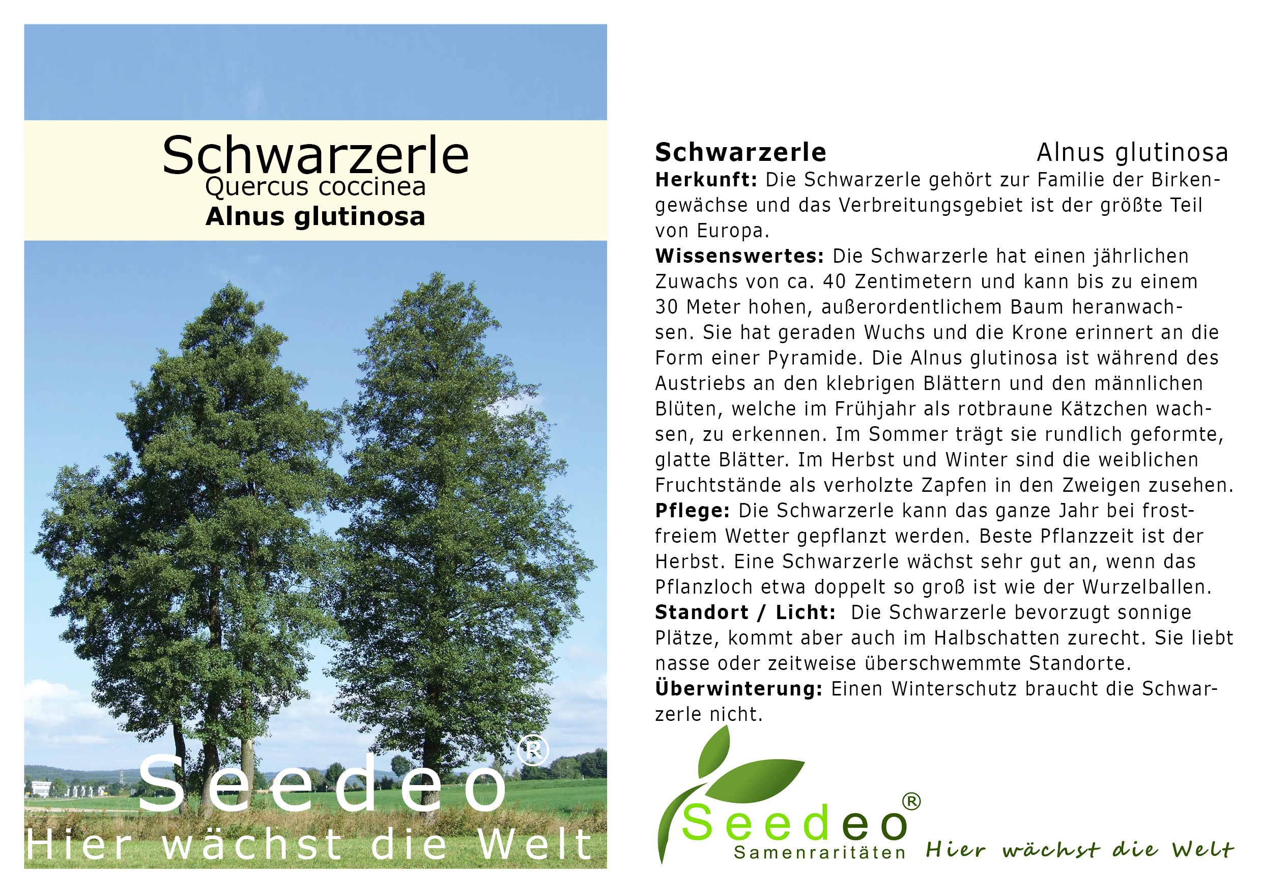 Seedeo®  Schwarzerle Alnus glutinosa ca100 cm hoch
