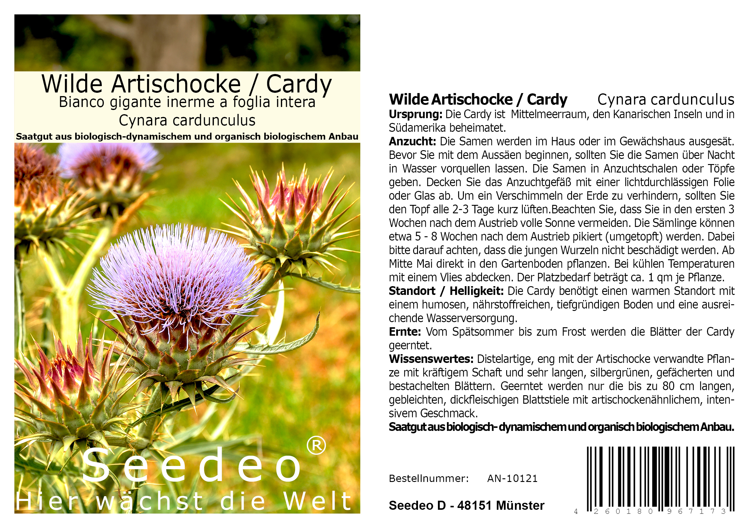 Seedeo® Wilde Artischocke / Cardy (Cynara cardunculus) 20 Samen BIO