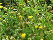 Bild Ringelblume (Calendula officinalis) 200 Korn