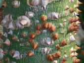 Bild Roter Seidenwollbaum (Bombax malabaricum) 10 Korn