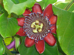 Bild Riesengranadilla ( Passiflora quadrangularis) 10 Korn