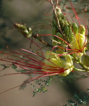 Bild Paradiesvogelbusch  (caesalpinia gilliesii)  10 Samen