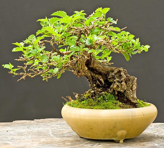 Maulbeerbaum Bonsai