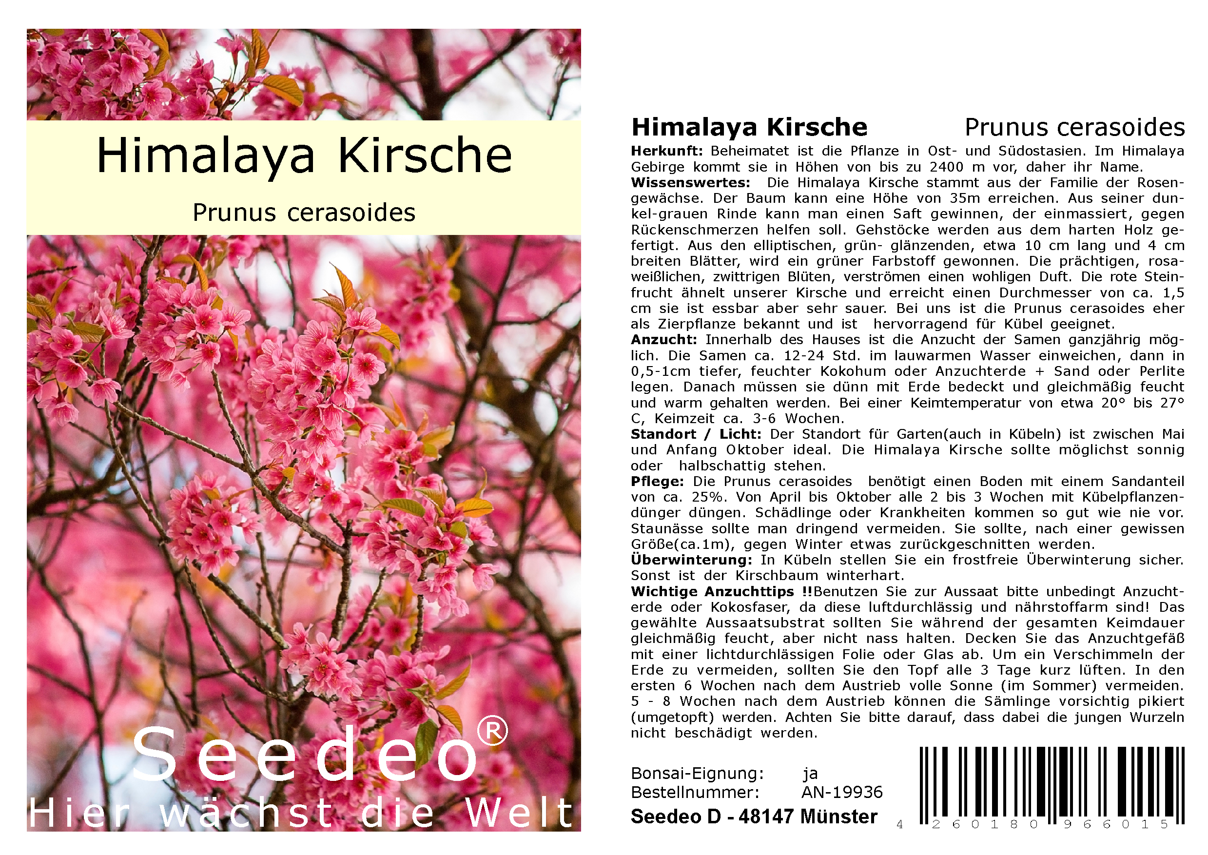 Seedeo® Himalaya Kirsche (Prunus cerasoides) 20 Samen