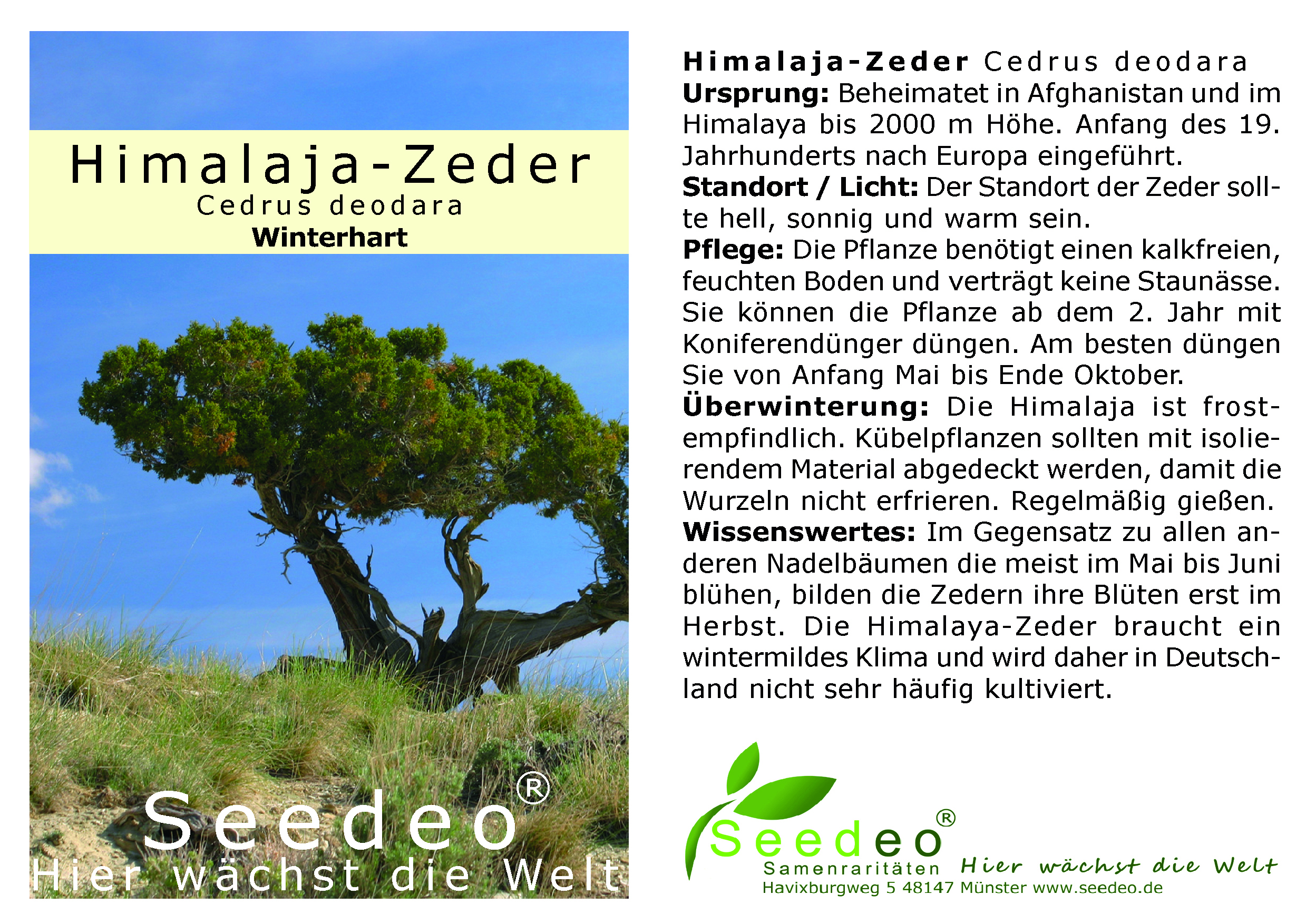 Seedeo® Himalaja Zeder  (Cedrus deodara) ca. 20 cm